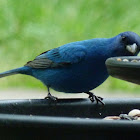 Indigo Bunting