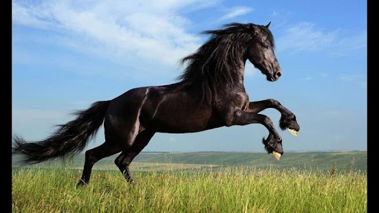 How to mod Toddler Animal Game patch V1.0 apk for laptop