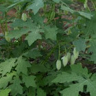 Celandine poppy