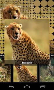 How to get Guess Wild Cats Pictures 2.2 mod apk for android