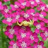 Crab Spider on Yarrow Flower