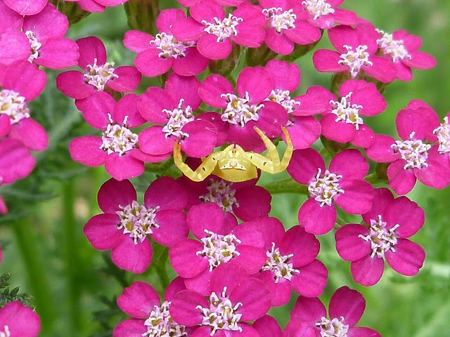 Crab Spider on Yarrow Flower