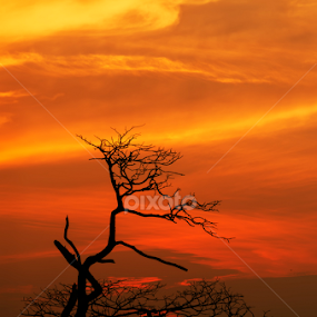 I am Not Alone by KIN WAH WONG - Landscapes Sunsets & Sunrises