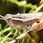 Short horned shortwing grasshopper