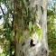 Eucalipto o eucaliptus