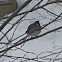 Dark eyed Junco (Slate-colored)