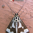 Erebid Moth
