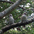 Kookaburra