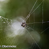 Spiny-backed Orb-web Spider