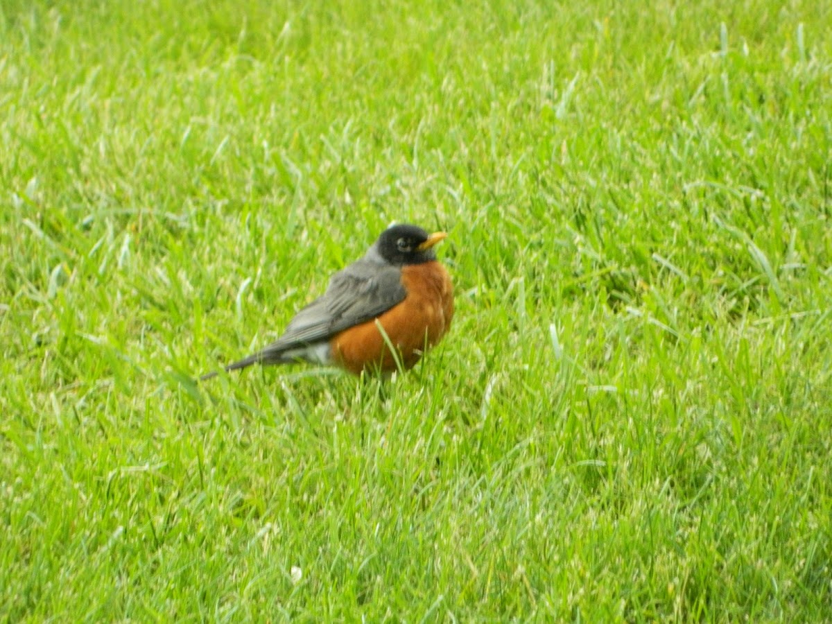 American Robin