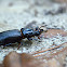Passalid Beetle