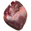 Heart Age Calculator logo
