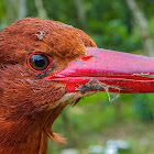 White-Throated Kingfisher