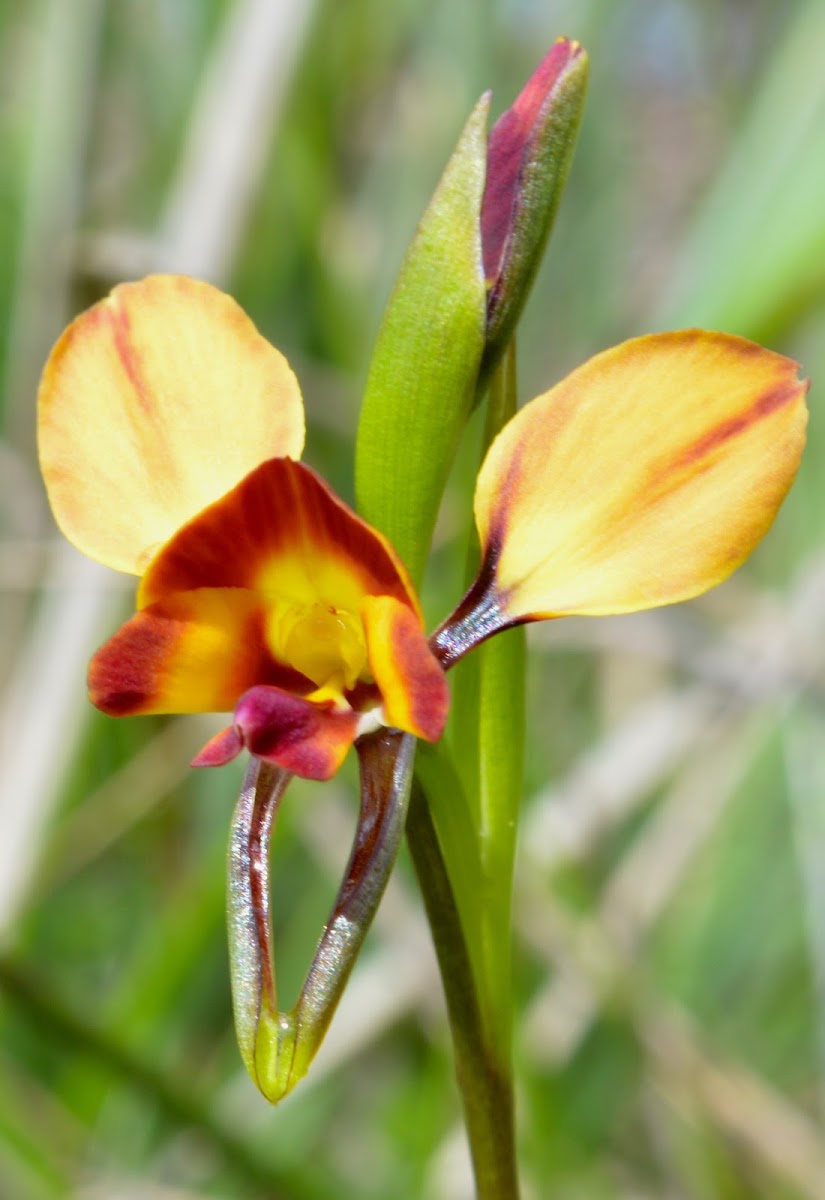 Wallflower orchid