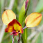 Wallflower orchid