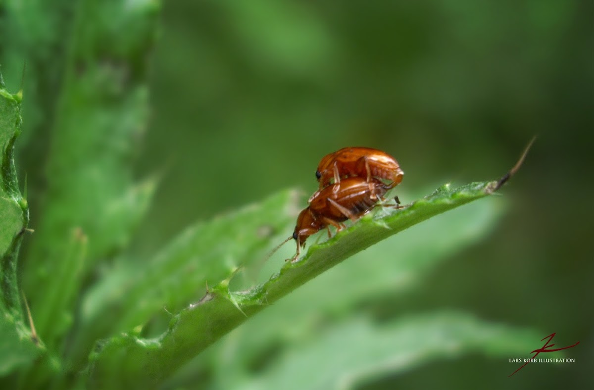 Flea Beetles mating