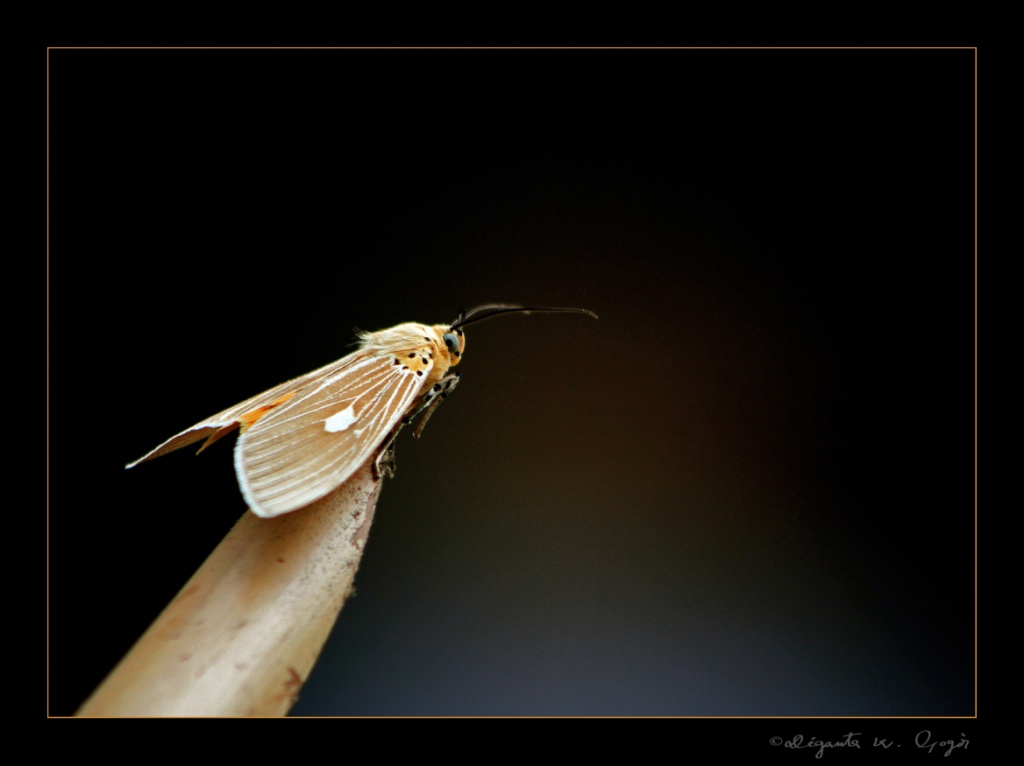 Tropical Tiger Moth