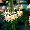 Foxtail Lilies or Desert Candles