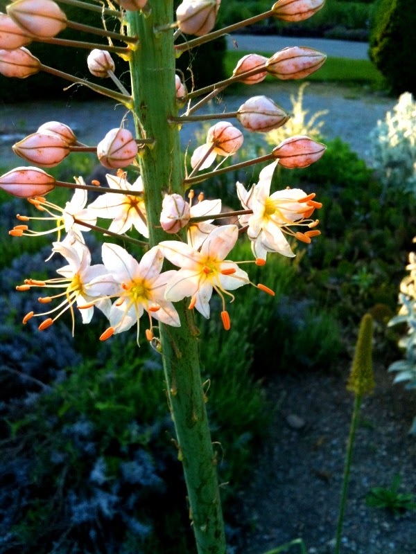 Foxtail Lilies or Desert Candles