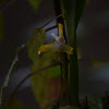 Maxilaria orquidea
