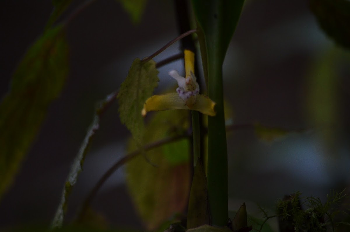 Maxilaria orquidea