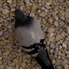 Rock/Feral Pigeon