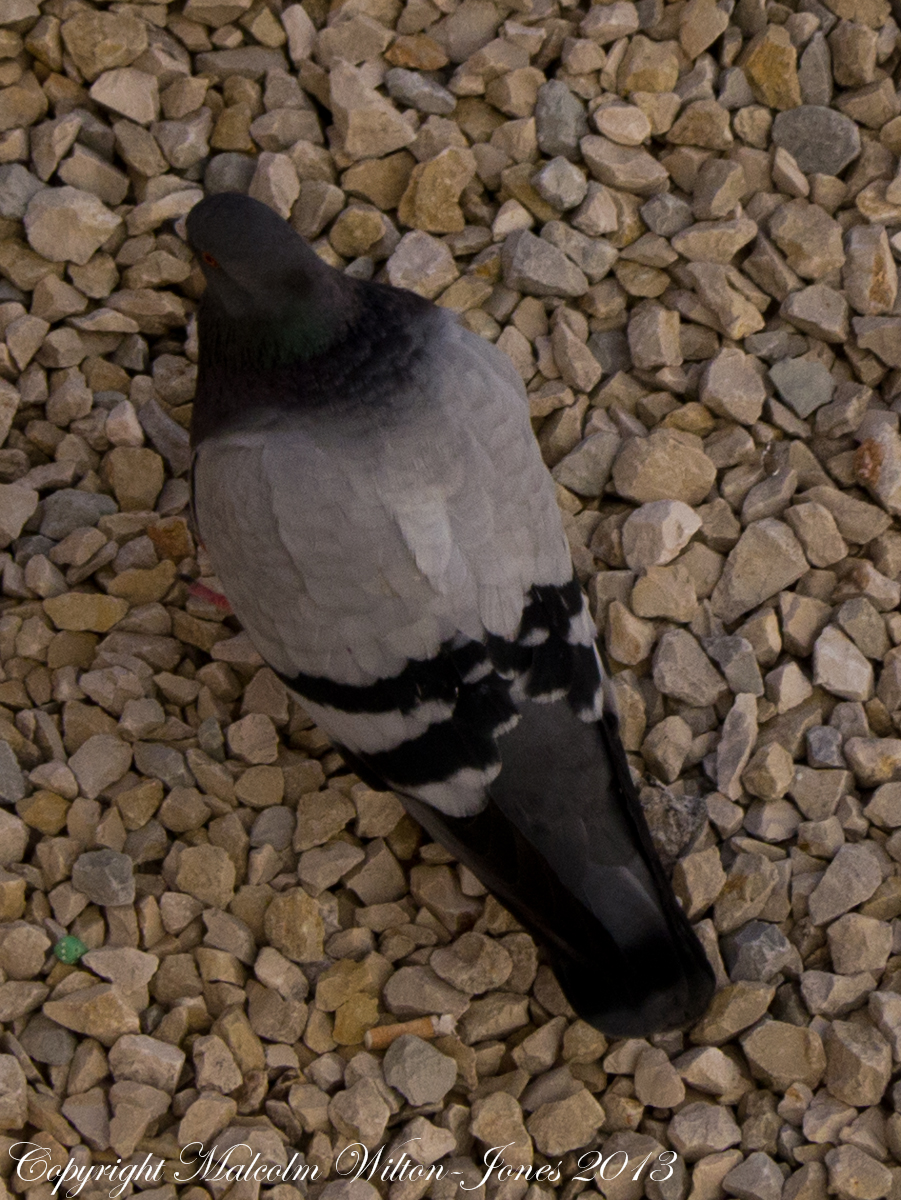 Rock/Feral Pigeon
