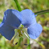 Erect Dayflower