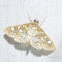 Baccatalis Moth