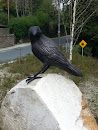 Black Bird 