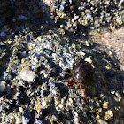 Blueband hermit crab