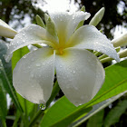 Plumeria or Frangipani