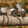 Longhorn Beetle (mating)