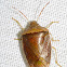 Shield Bug