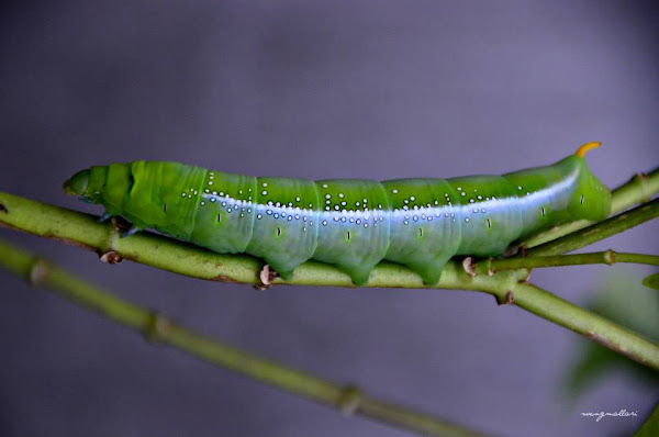 Oleander Hawk Moth (Larva) | Project Noah