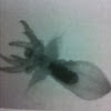 Seabutterfly