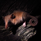 Robinson's mouse opossum
