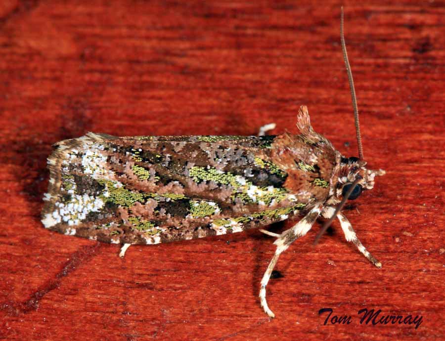 Tortricid Moth