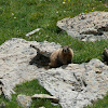 Marmot