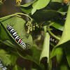 Caterpillar of Rice Paper Butterfly or Paper Kite
