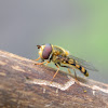 american hoverfly