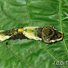 Lizard Head Caterpillar