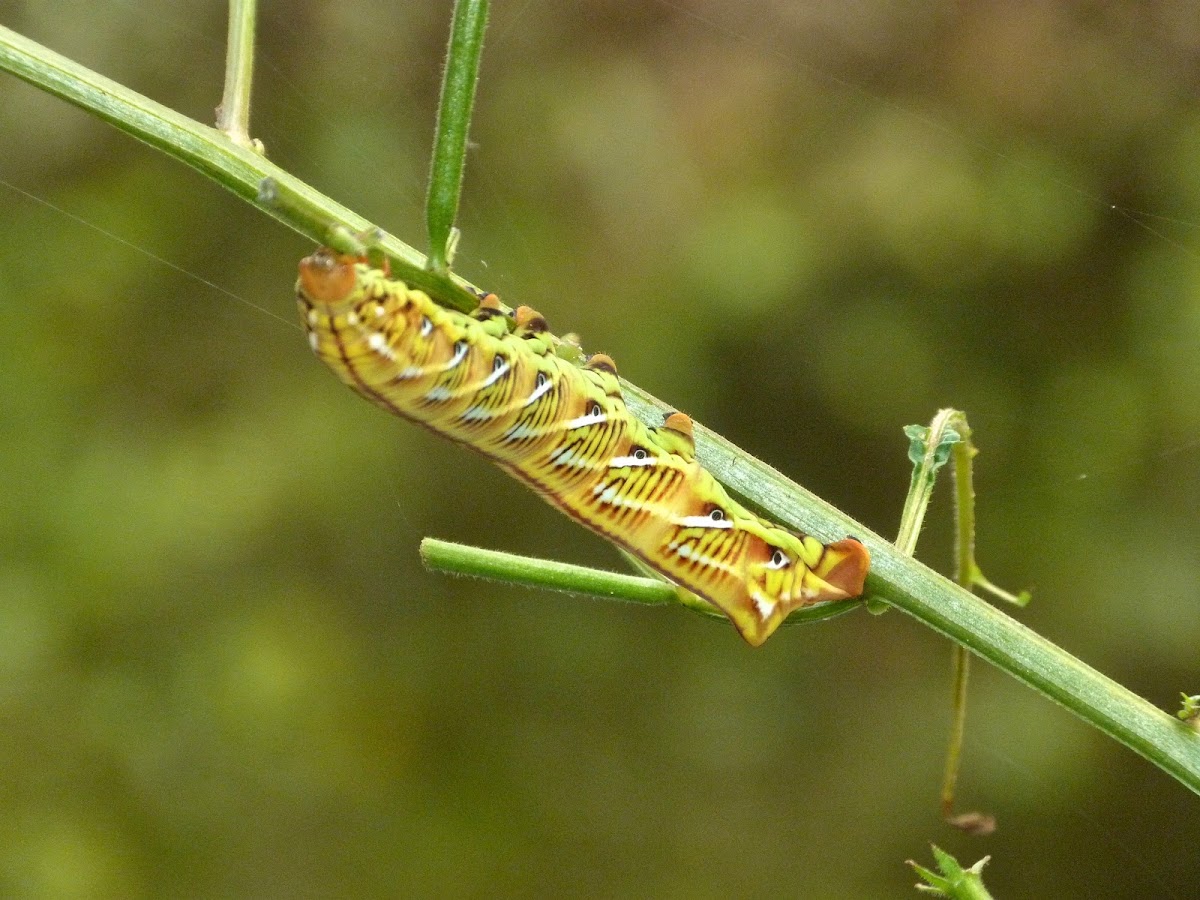 Banded sphinx moth caterpillar