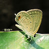 Gram Blue Butterfly (Male)
