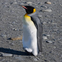 King penguin