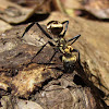 Golden carpentar ant