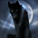 Black Wolf In Dark Night