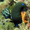 Nudibranch with egg spiral