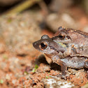 Amboli bush frog