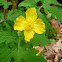 Celandine Poppy